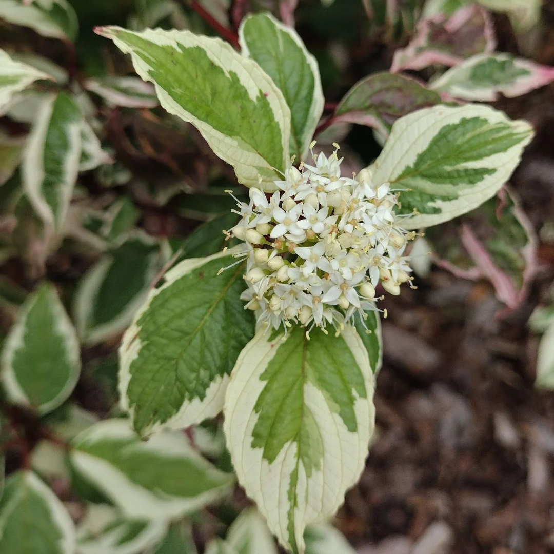Cornus alba 'Elegantissima'