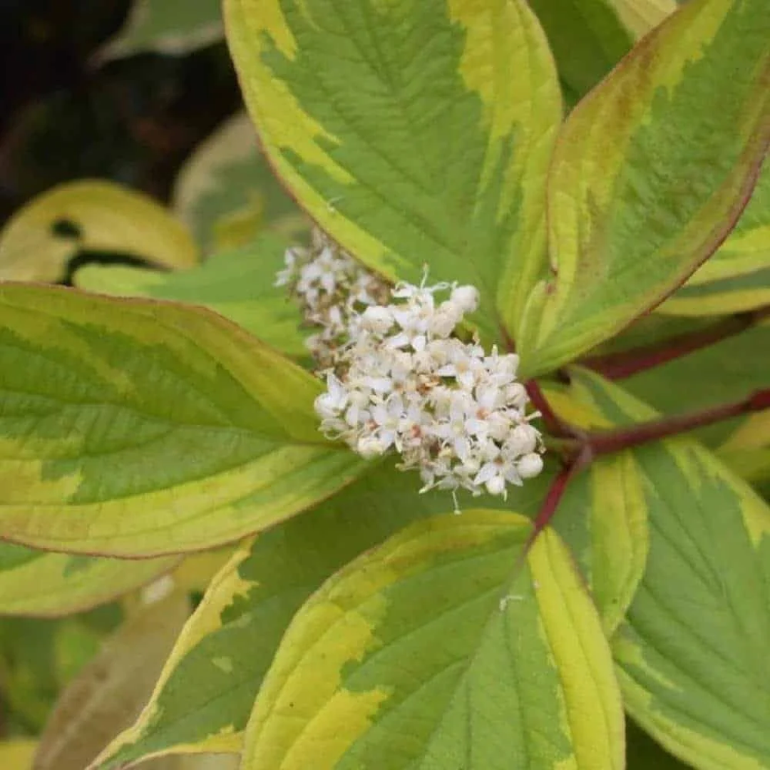 Cornus alba 'Gouchaultii'