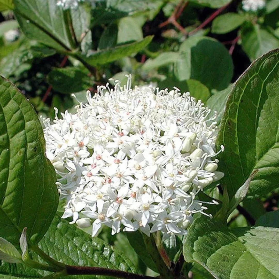 Cornus alba 'Sibirica'