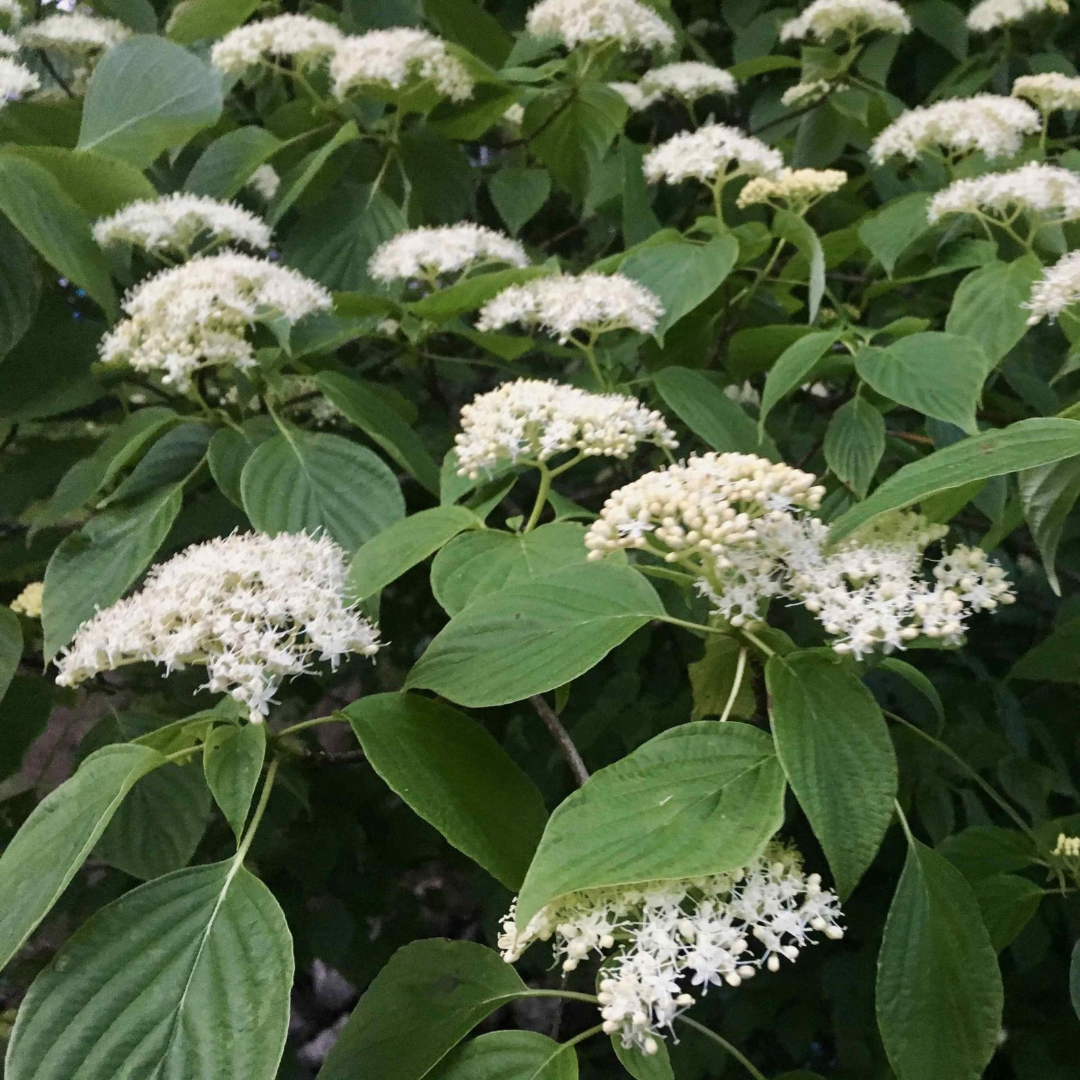 Cornus alternifolia