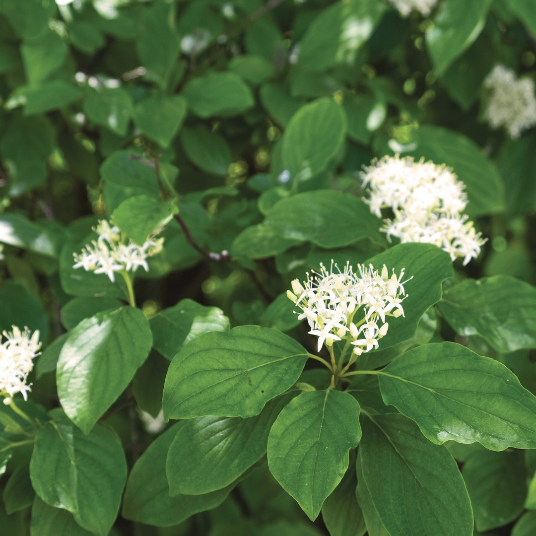 Cornus amomum