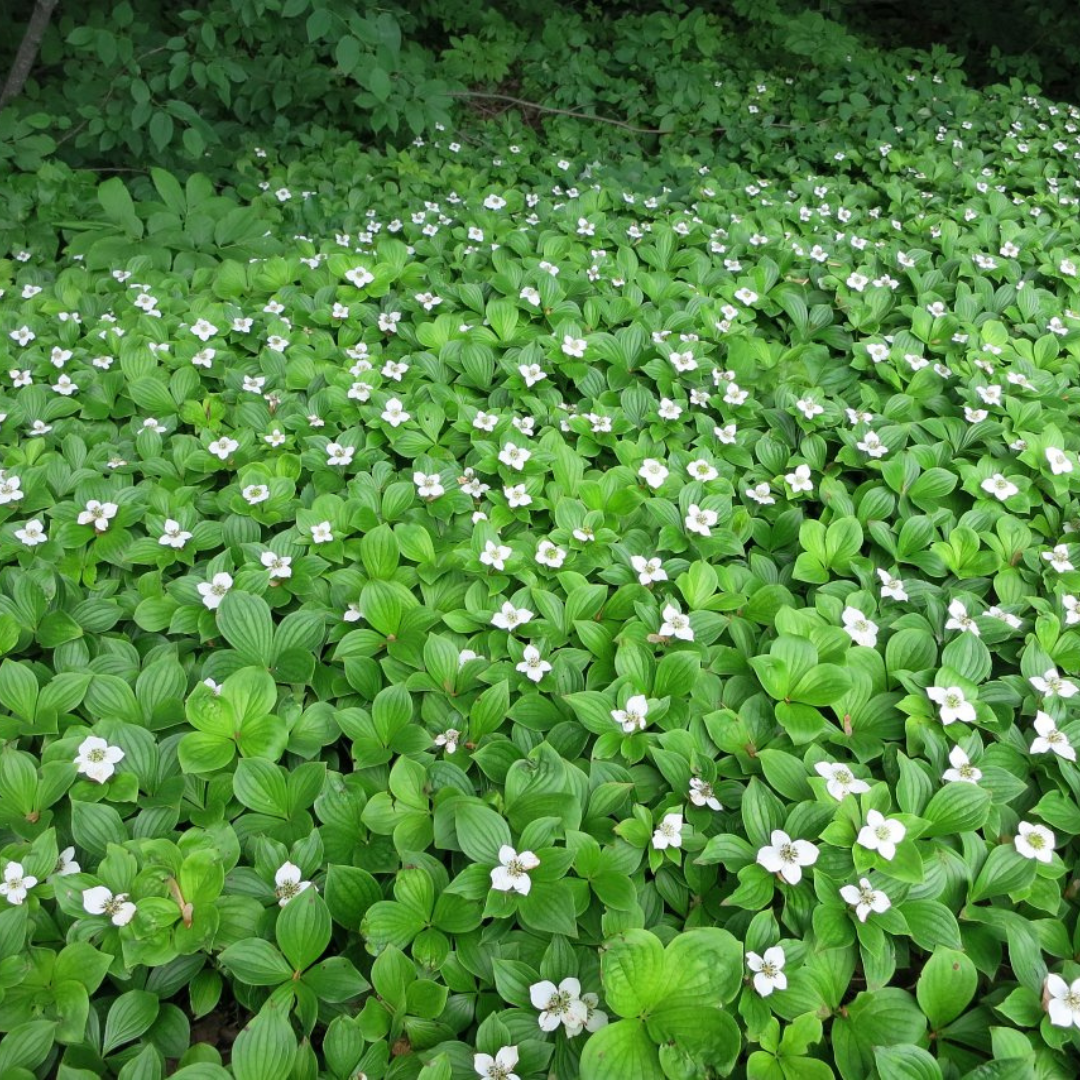 Cornus canadensis