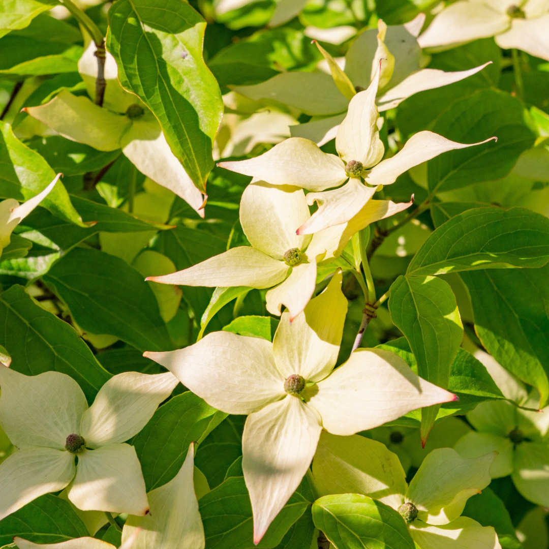 Cornus kousa var. chinensis