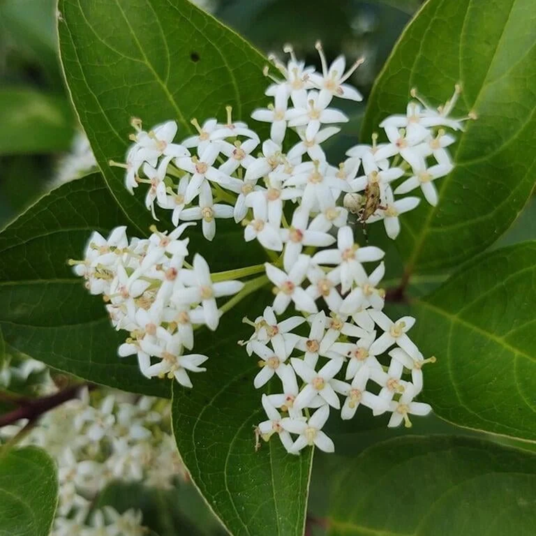 Cornus racemosa