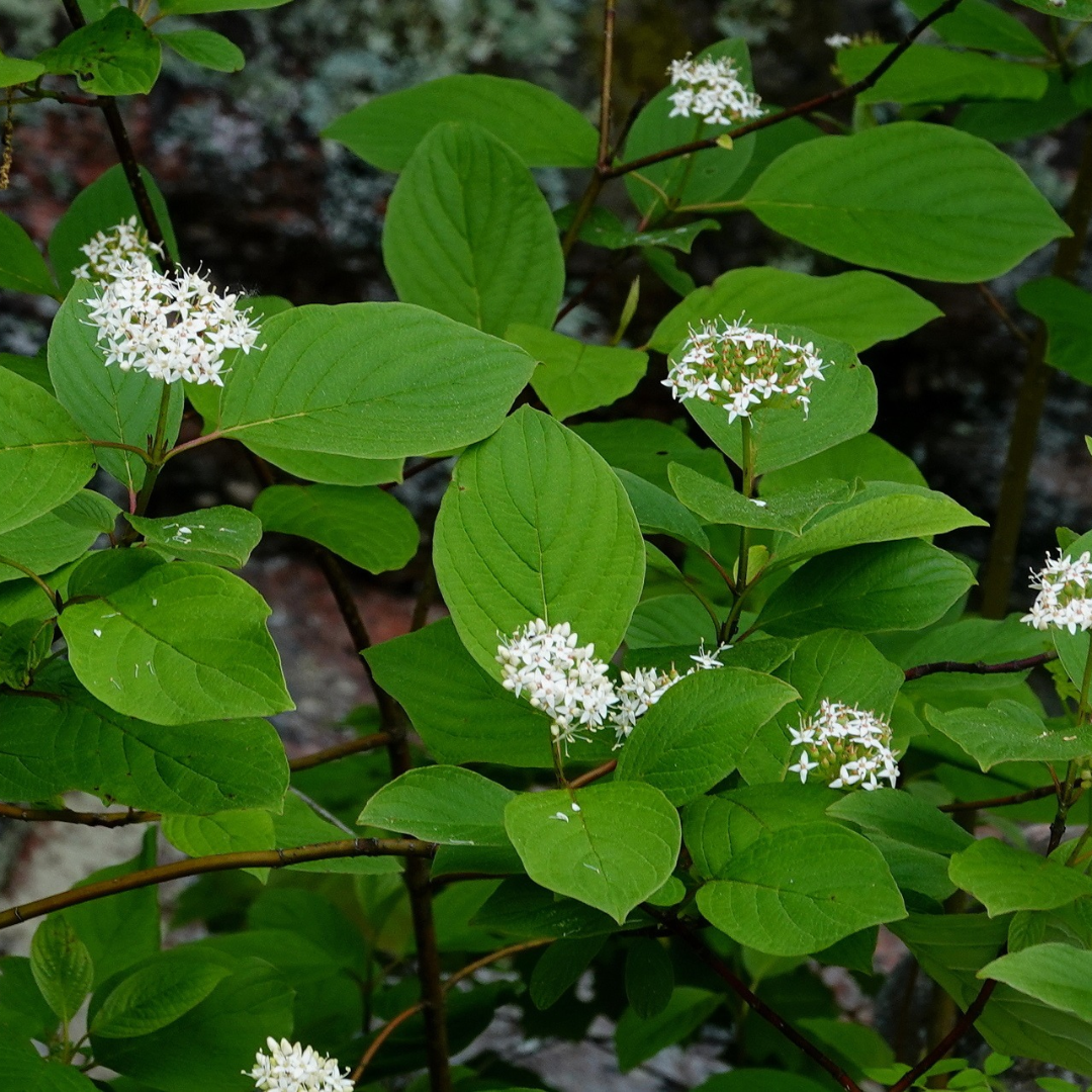 Cornus rugosa