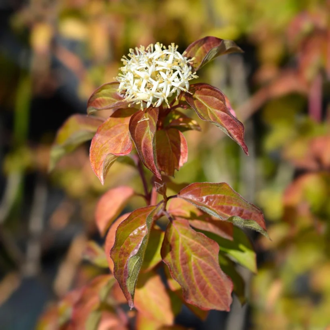 Cornus sanguinea 'Winter Beauty'