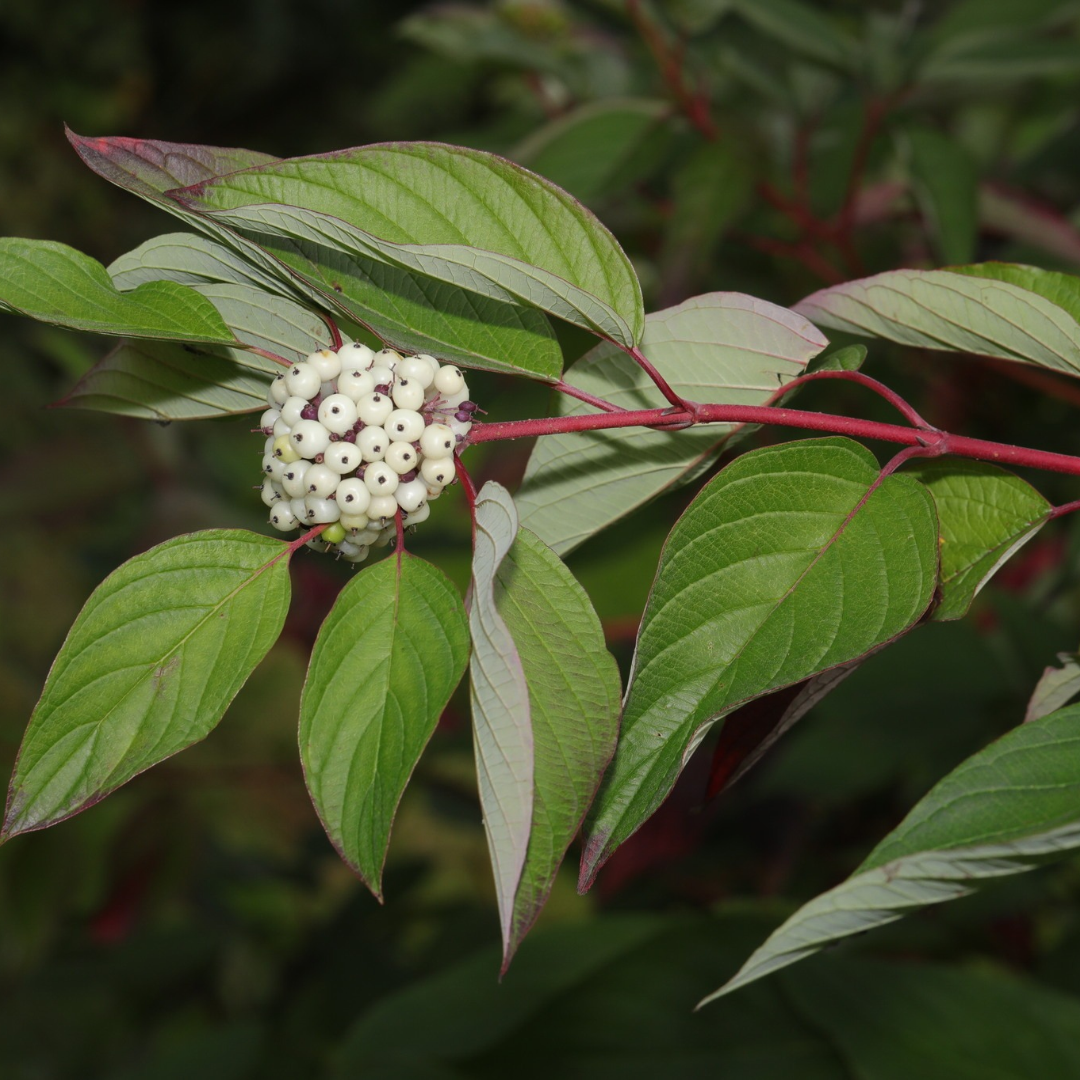 Cornus sericea