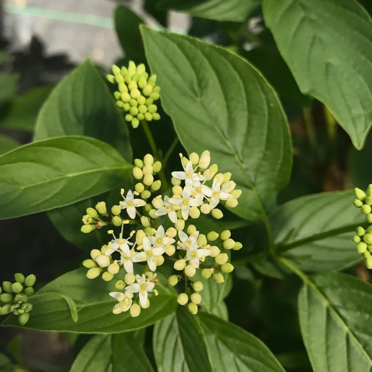 Cornus sericea Arctic Fire™