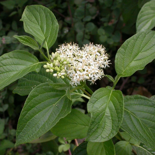 Cornus sericea 'Flaviramea'