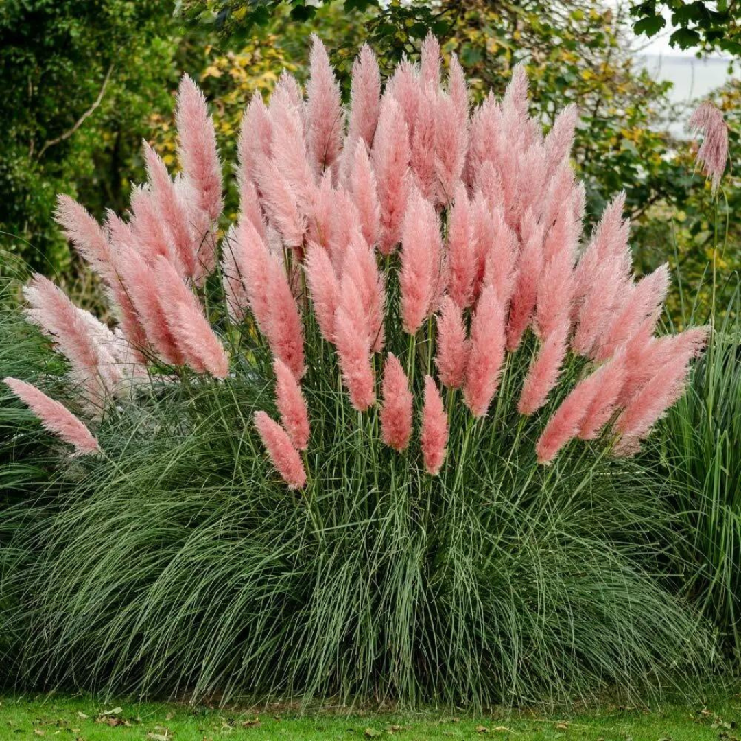 Cortaderia selloana 'Rosea'