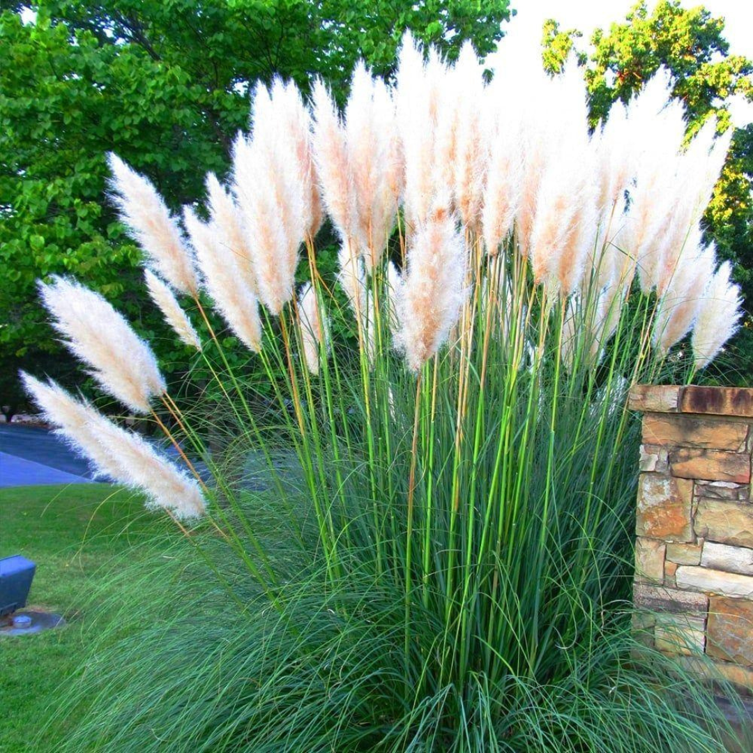 Cortaderia selloana 'White Feather'