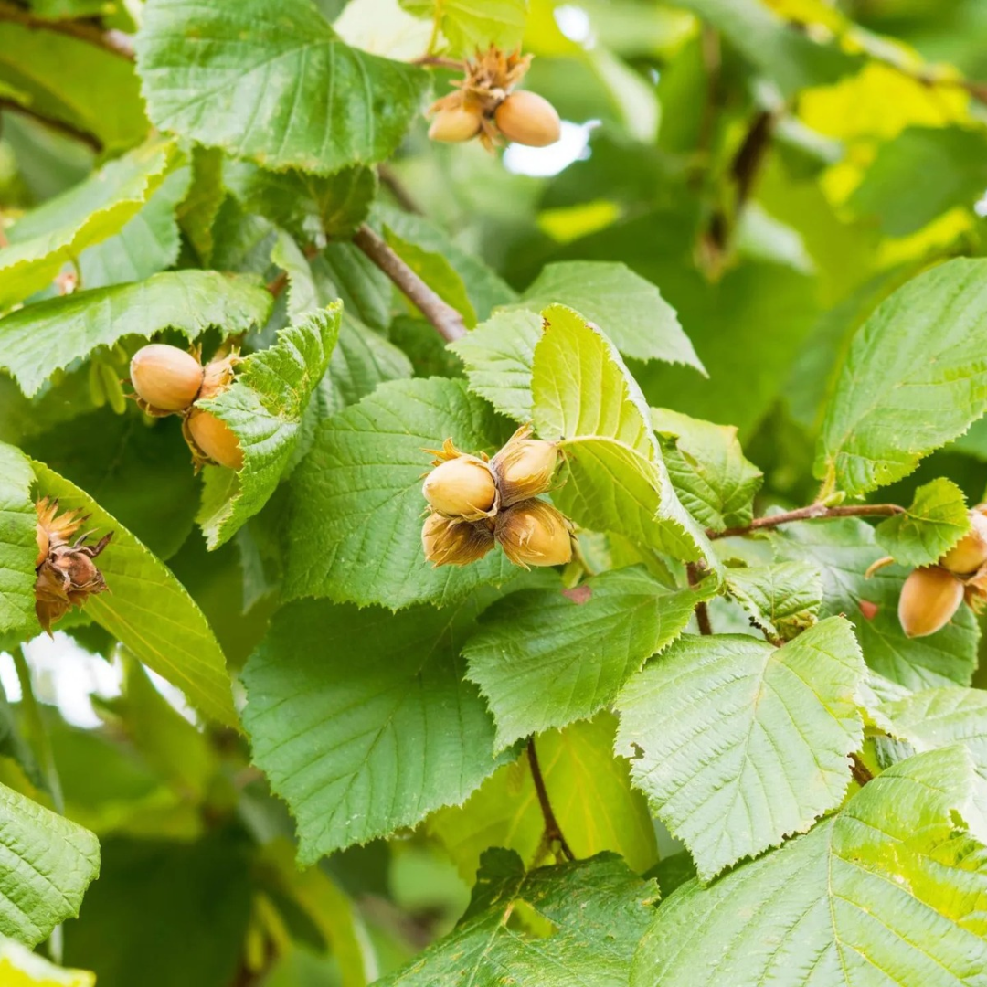 Corylus americana