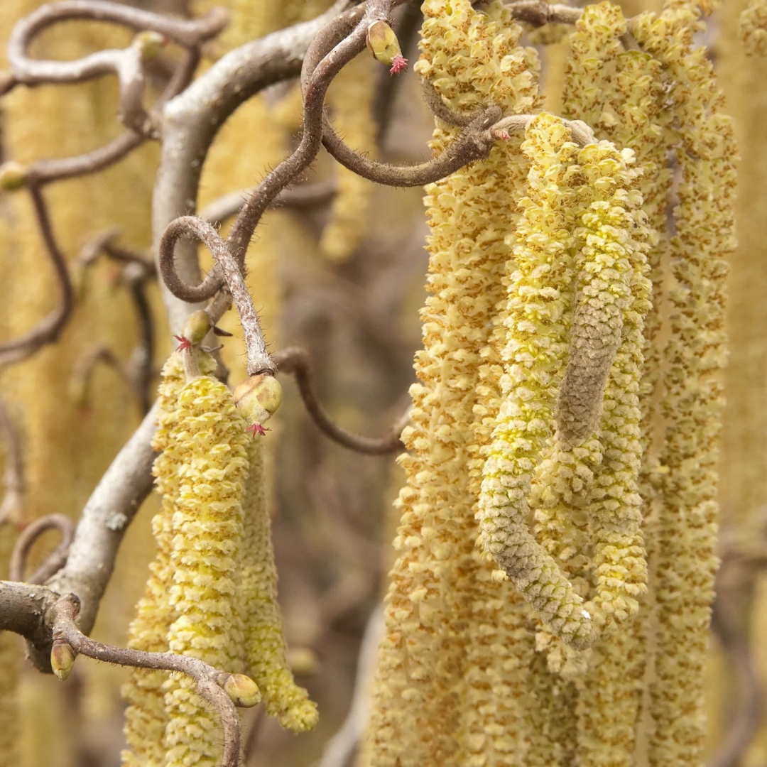 Corylus avellana 'Contorta'