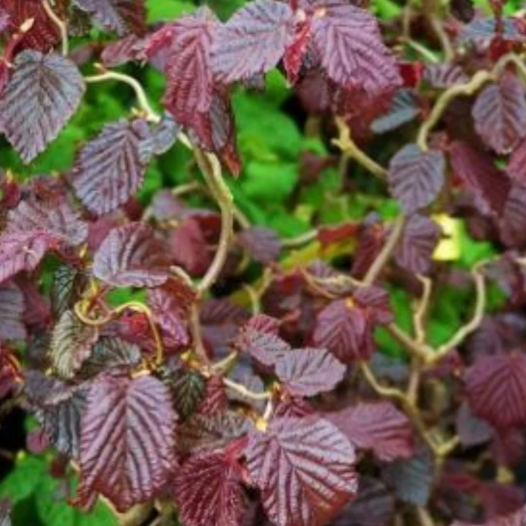 Corylus avellana 'Red Dragon'