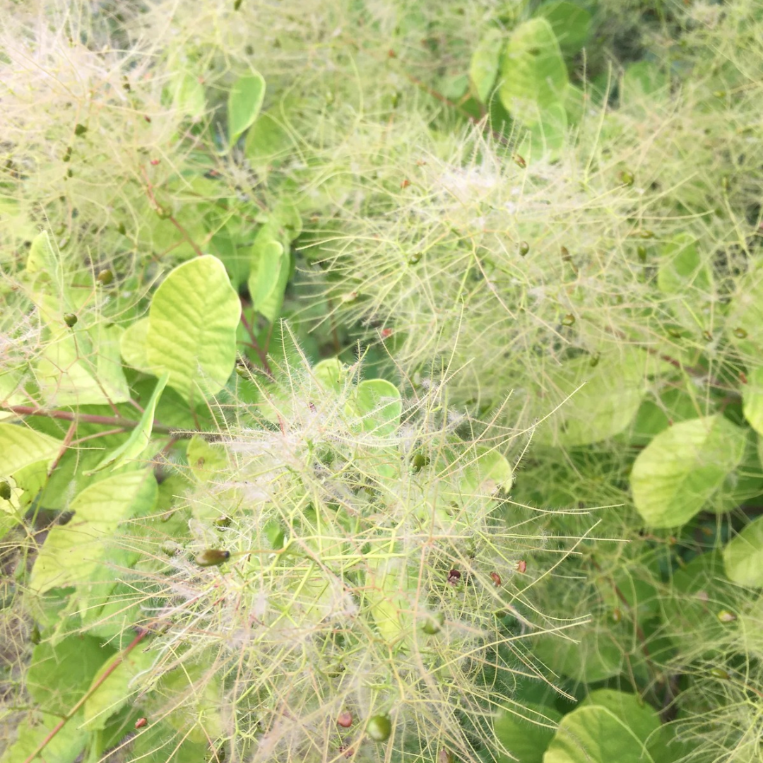 Cotinus coggygria Golden Spirit