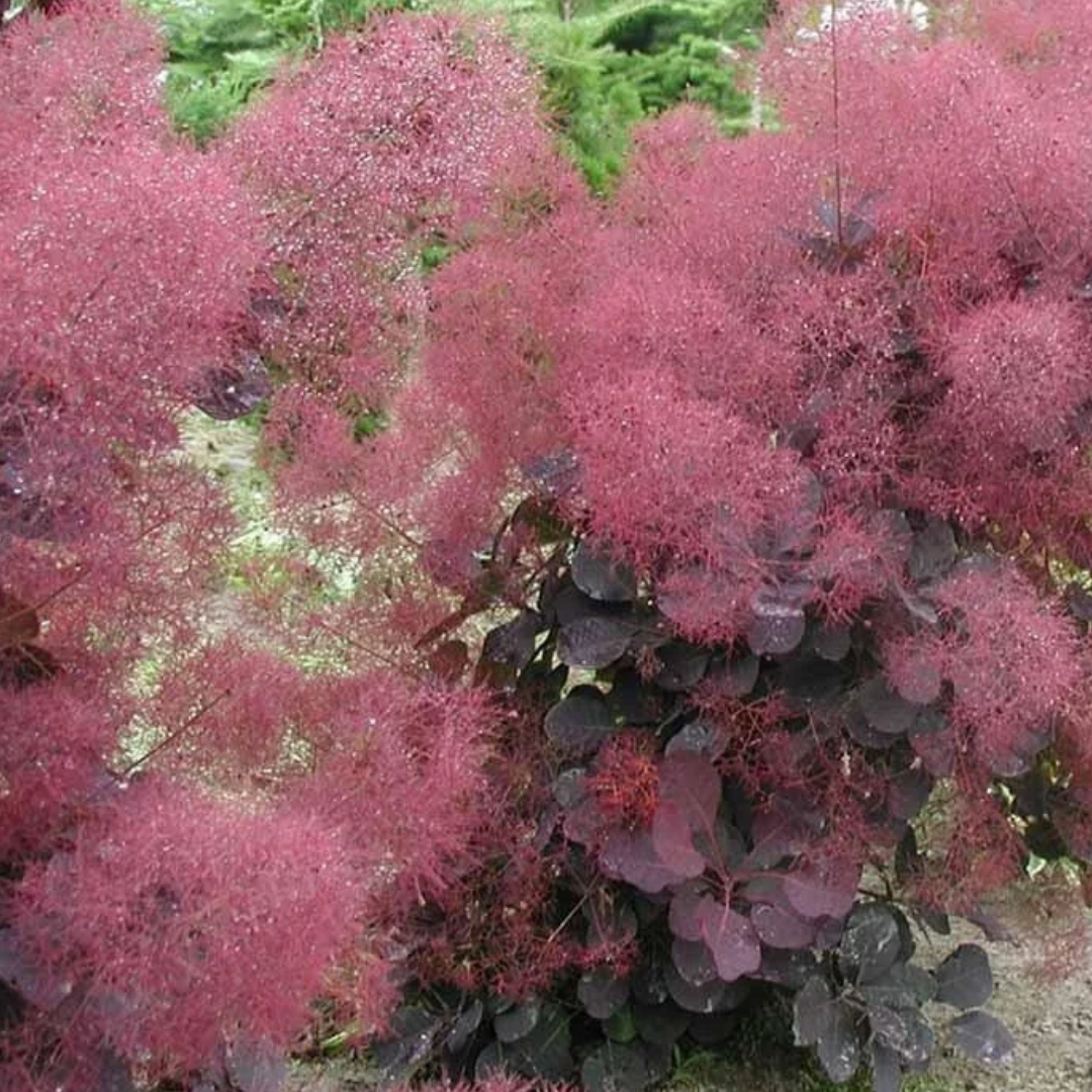 Cotinus coggygria Velveteeny™