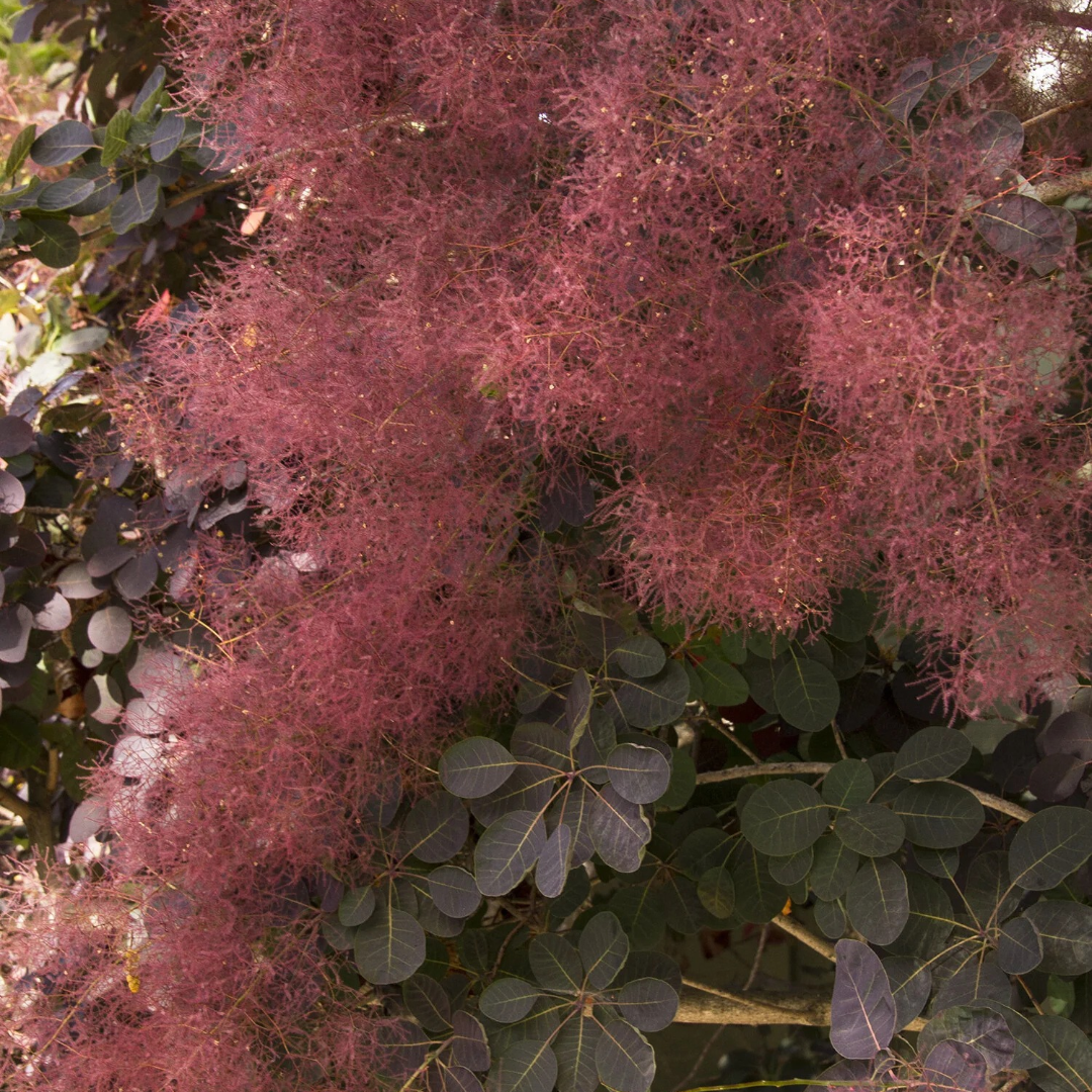 Cotinus coggygria 'Royal Purple'