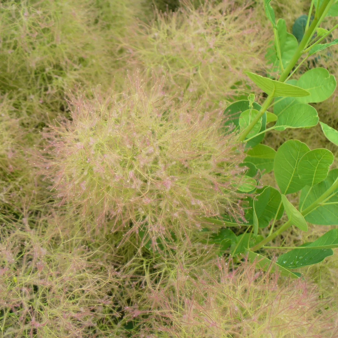 Cotinus coggygria 'Young Lady'
