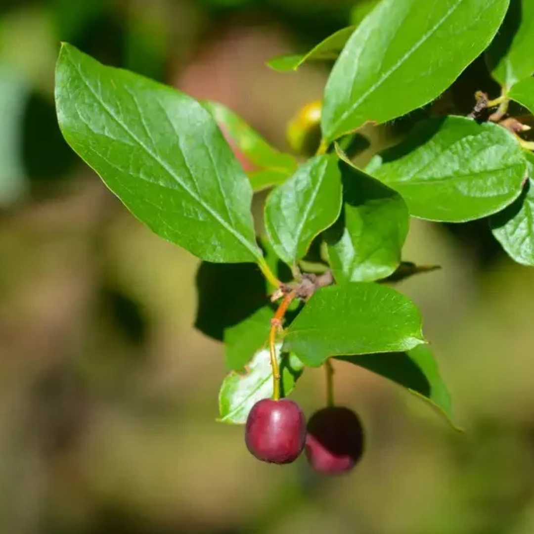 Cotoneaster acutifolius