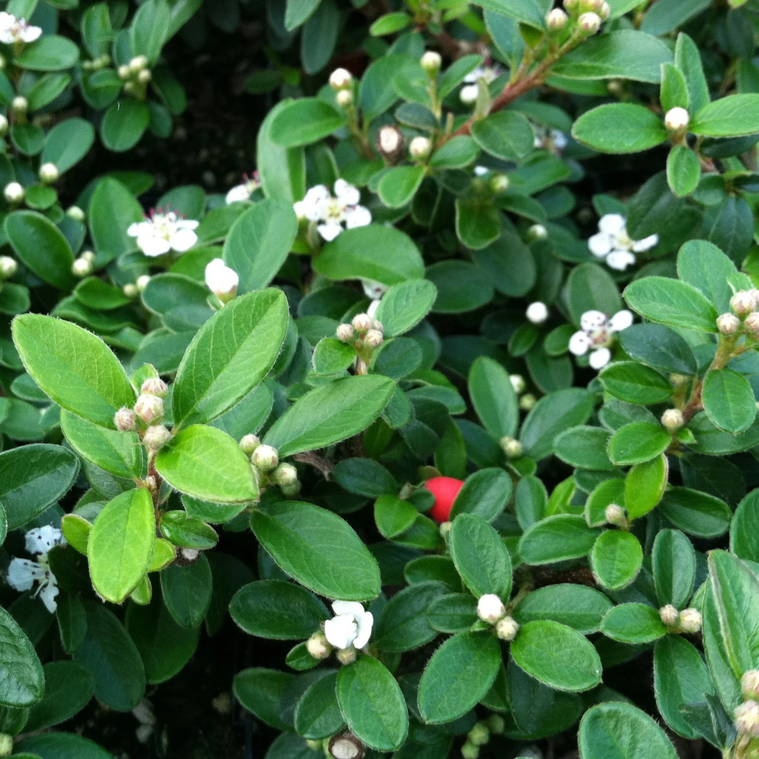 Cotoneaster dammeri 'Coral Beauty'