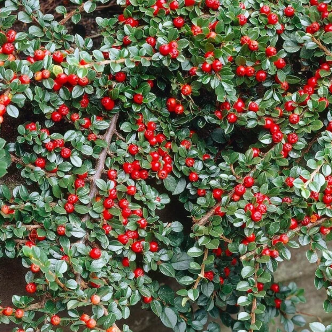 Cotoneaster horizontalis