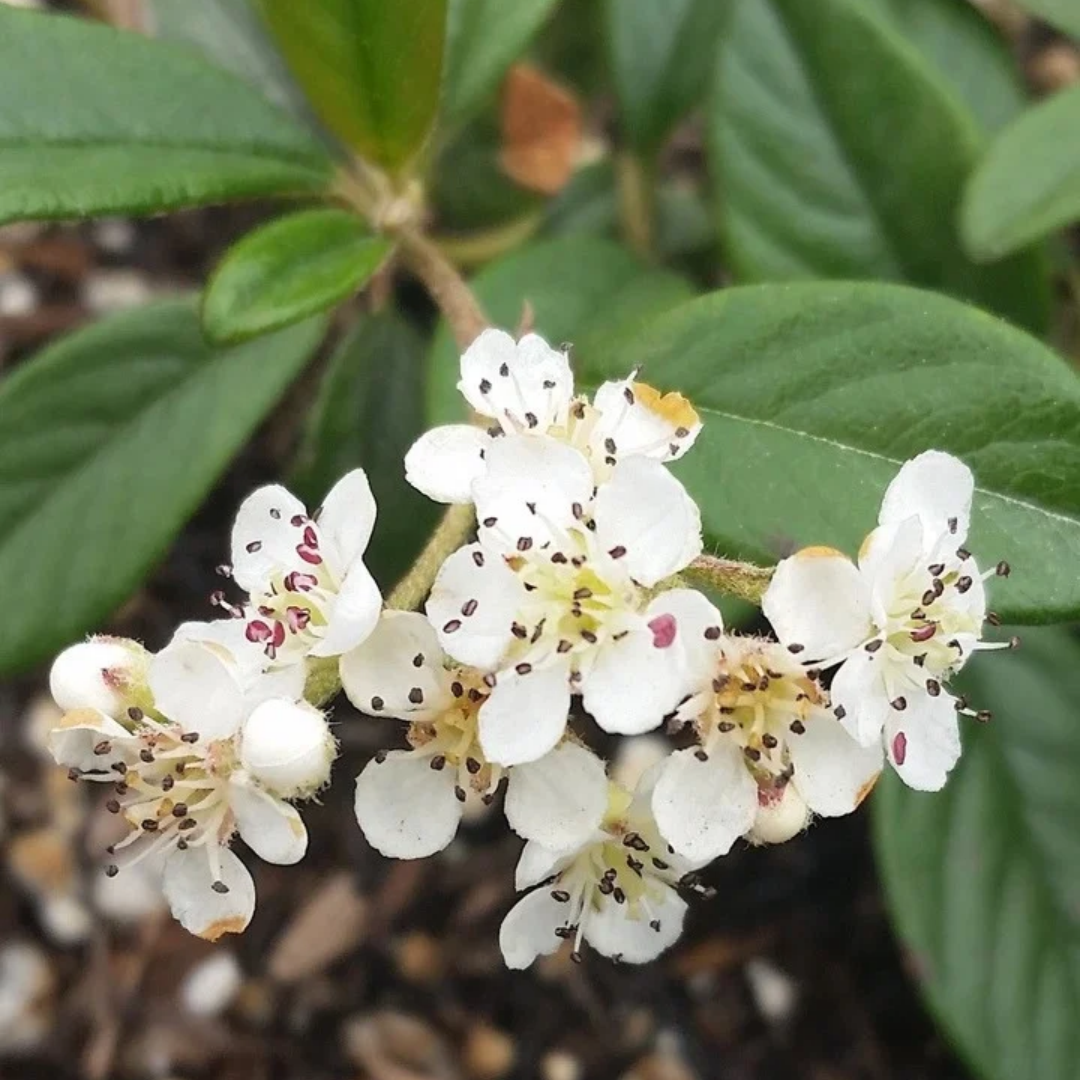 Cotoneaster salicifolius 'Repens'