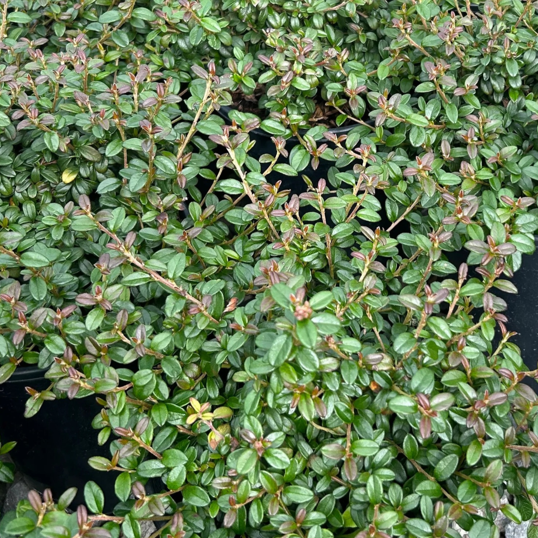 Cotoneaster x suecicus Emerald Beauty™
