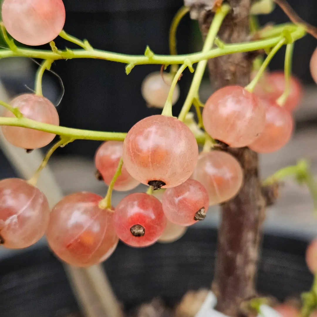 Currant x 'Pink Champagne'