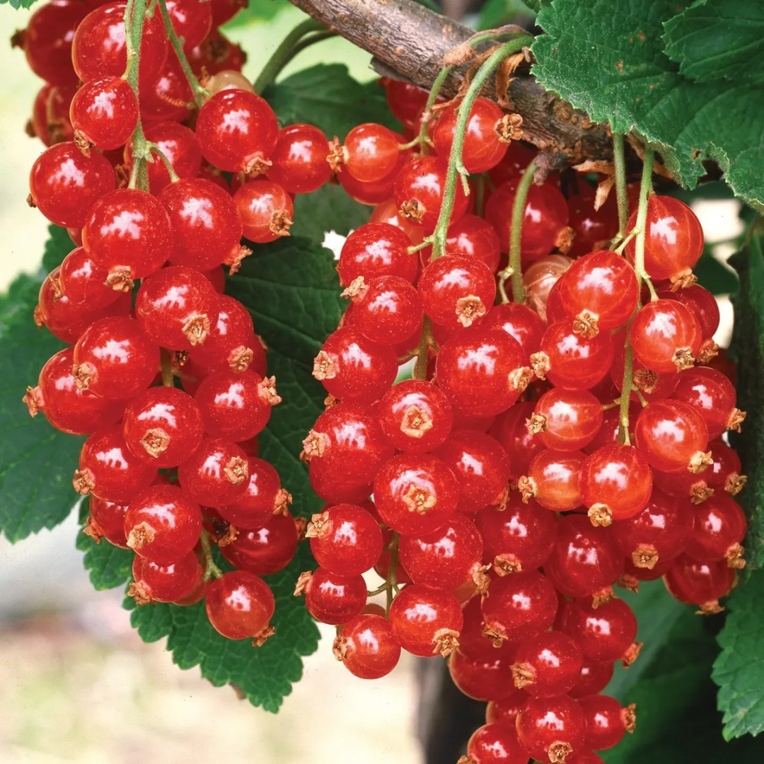 Currant x 'Red Lake'