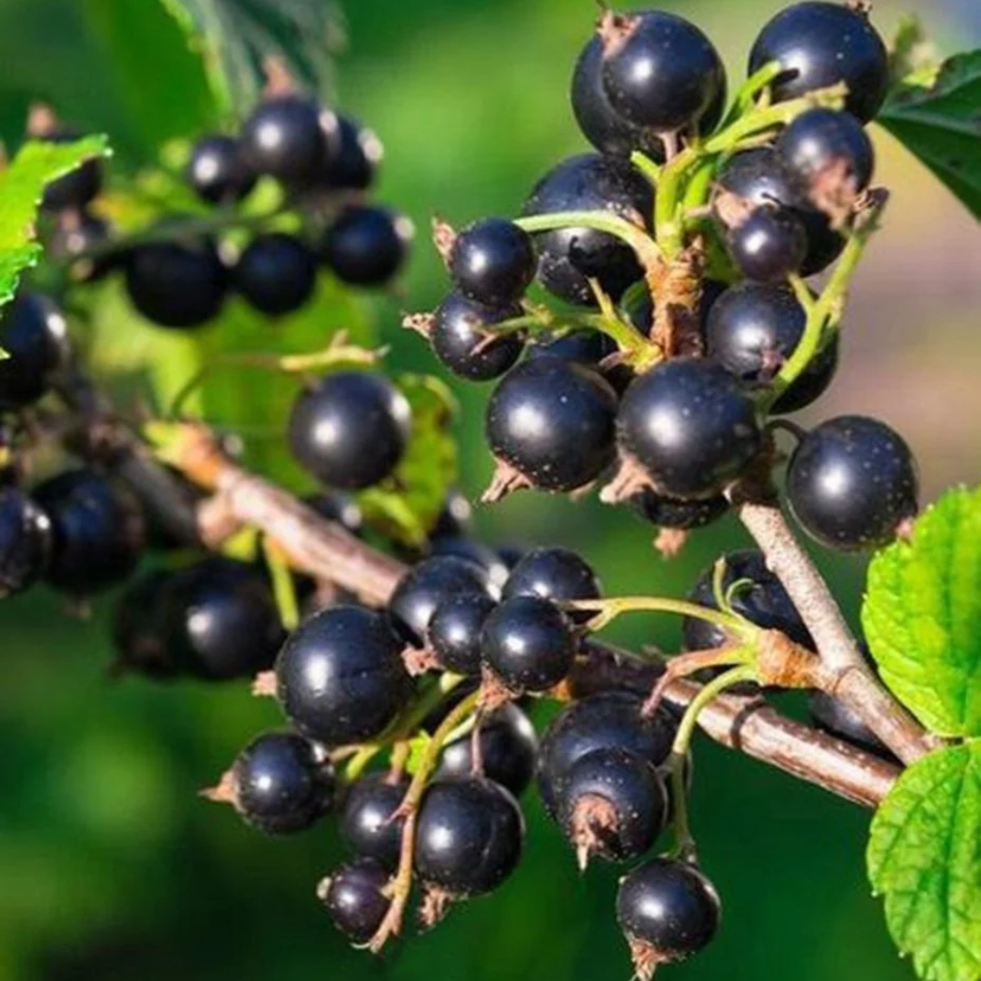 Currant x 'Wellington'
