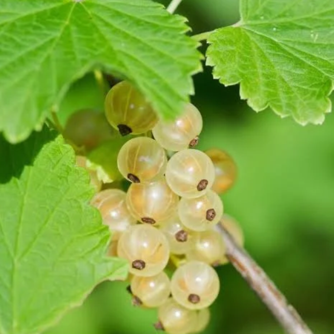 Currant x 'White Pearl'