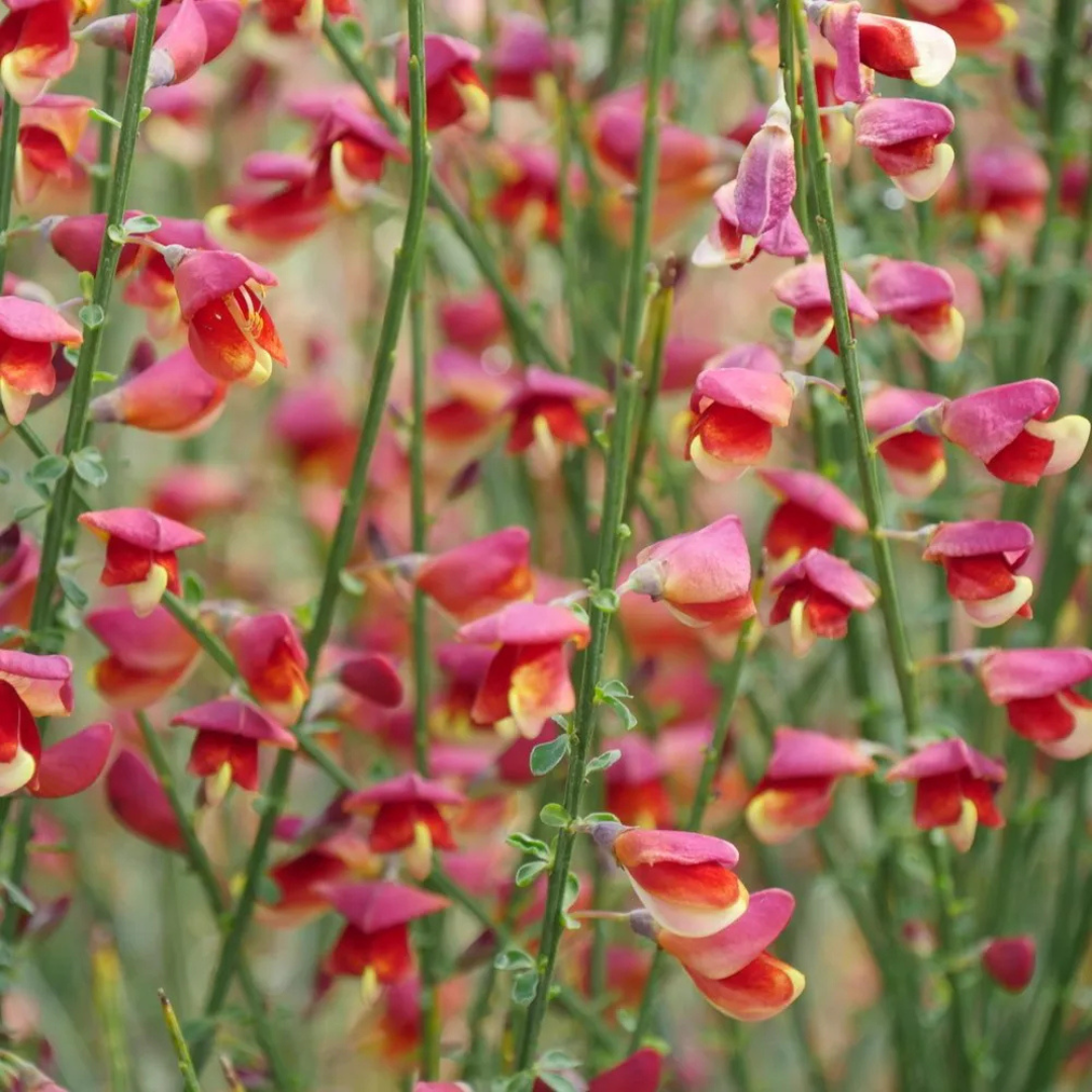 Cytisus scoparius 'Sister Rosie’