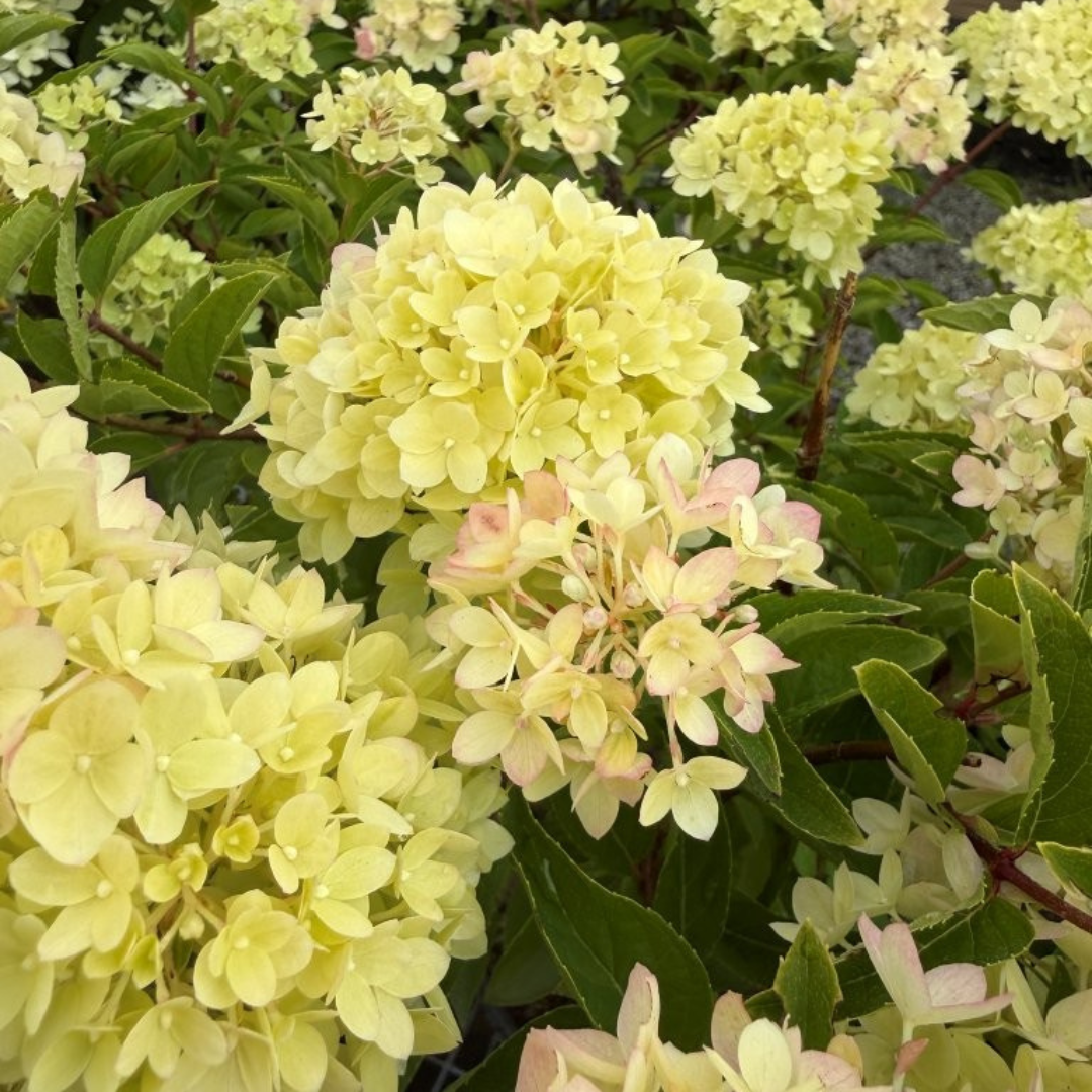Hydrangea paniculata Little Lime Punch®