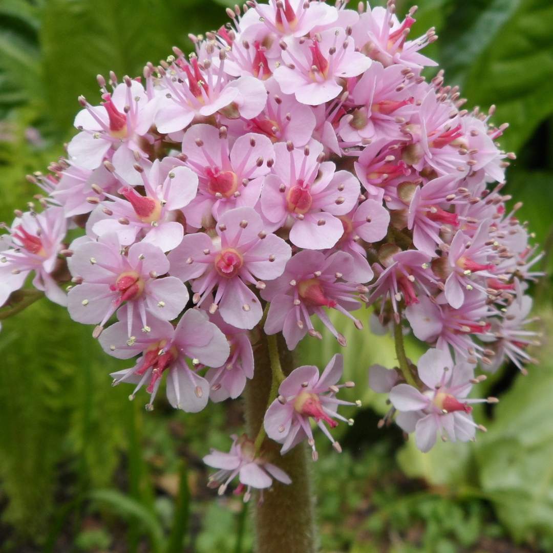 Darmera peltata