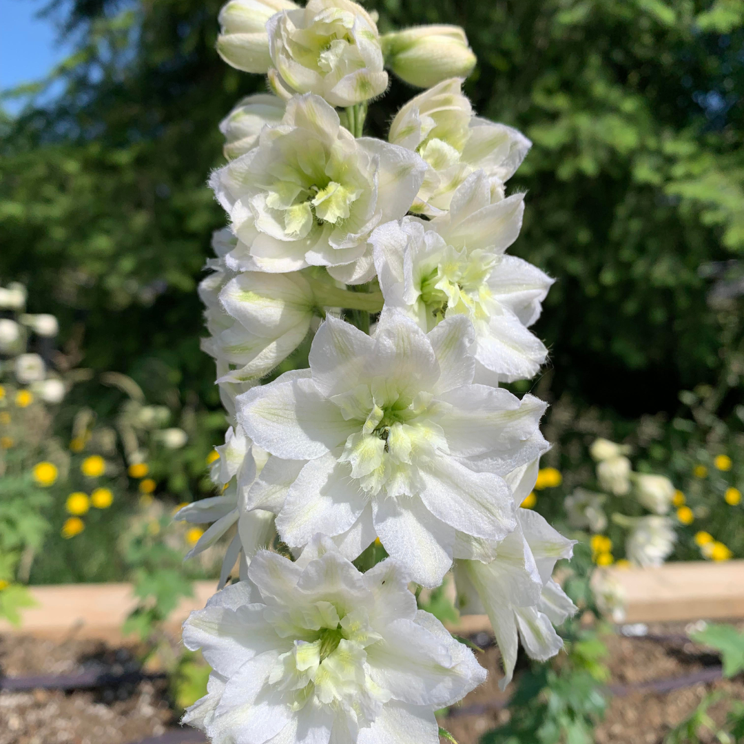 Delphinium hybrid 'Double Innocence'