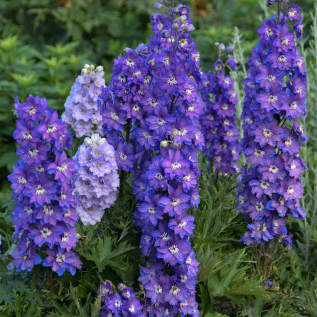 Delphinium hybrid 'Dwarf Stars'