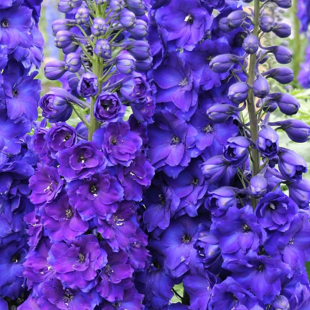 Delphinium hybrid 'Pagan Purples'
