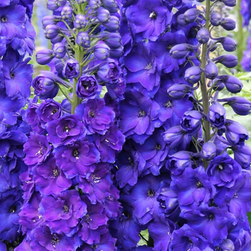 Buy Delphinium 'Pagan Purples' | Unrivaled Perennials – Black Sheep ...