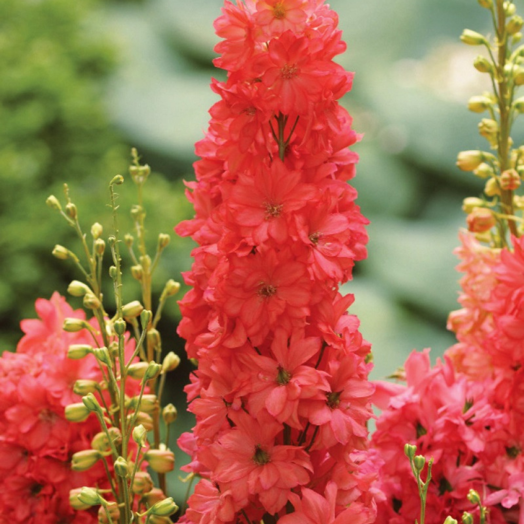 Delphinium hybrid 'Red Lark'