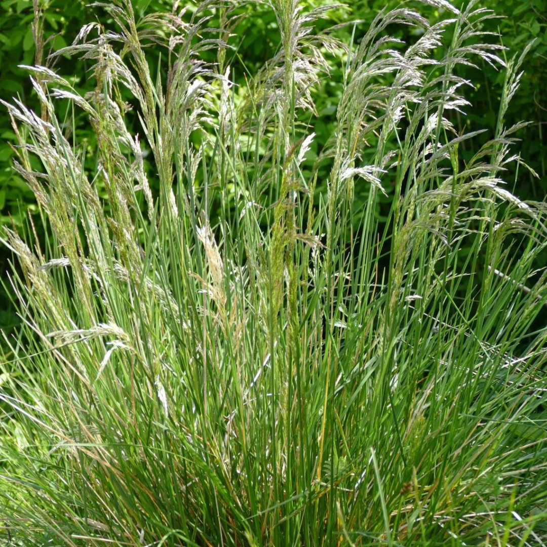 Deschampsia cespitosa