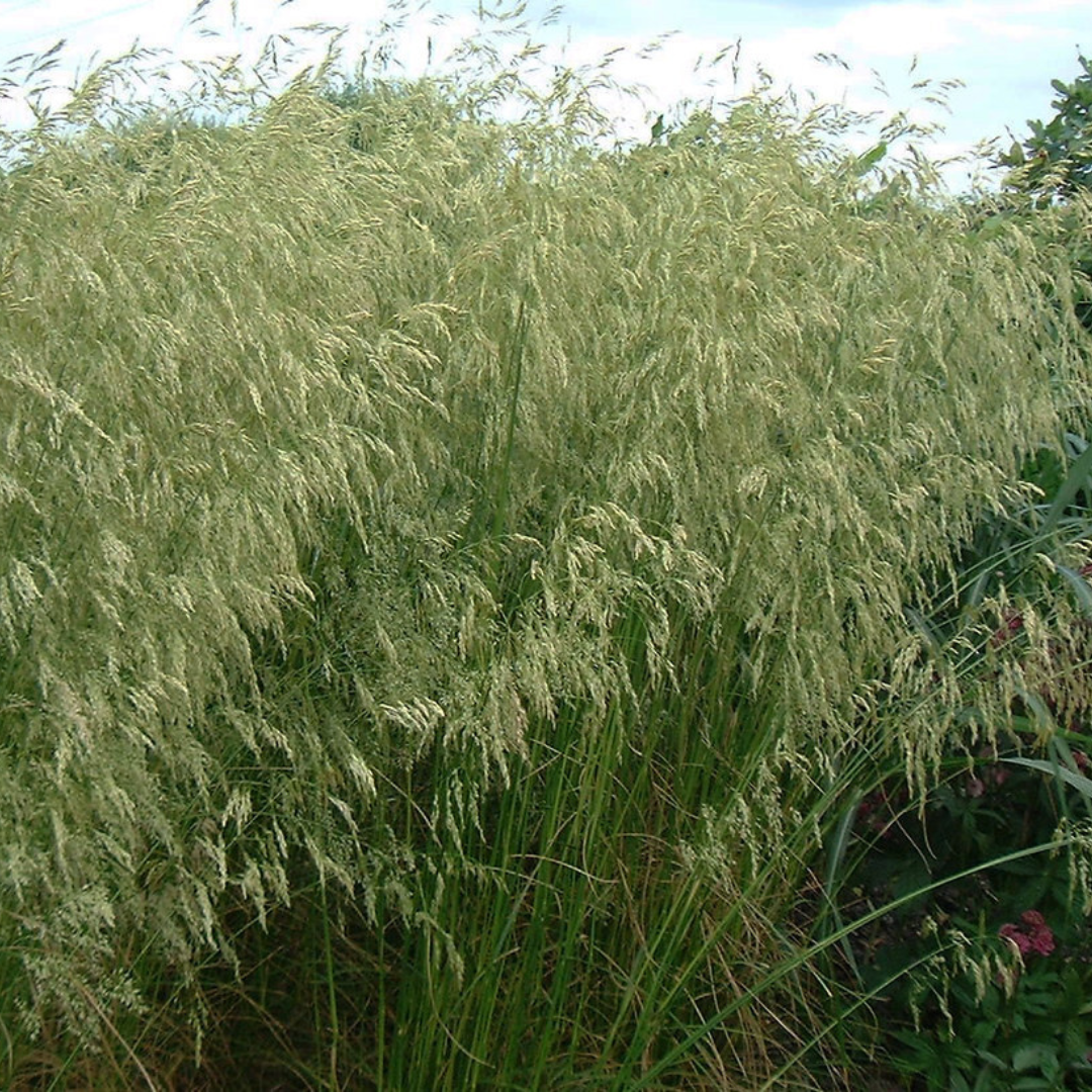 Deschampsia cespitosa 'Goldschleier'