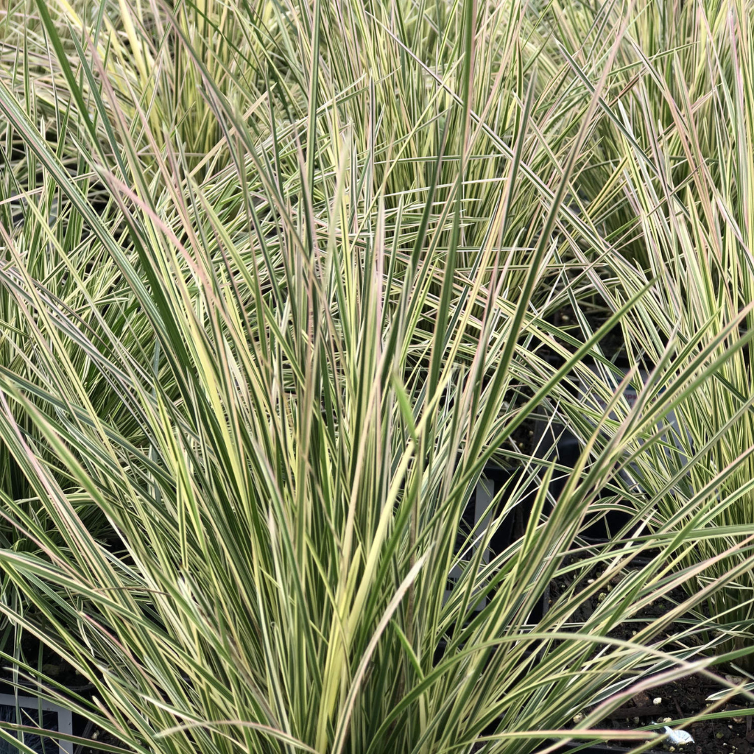 Deschampsia cespitosa 'Northern Lights'