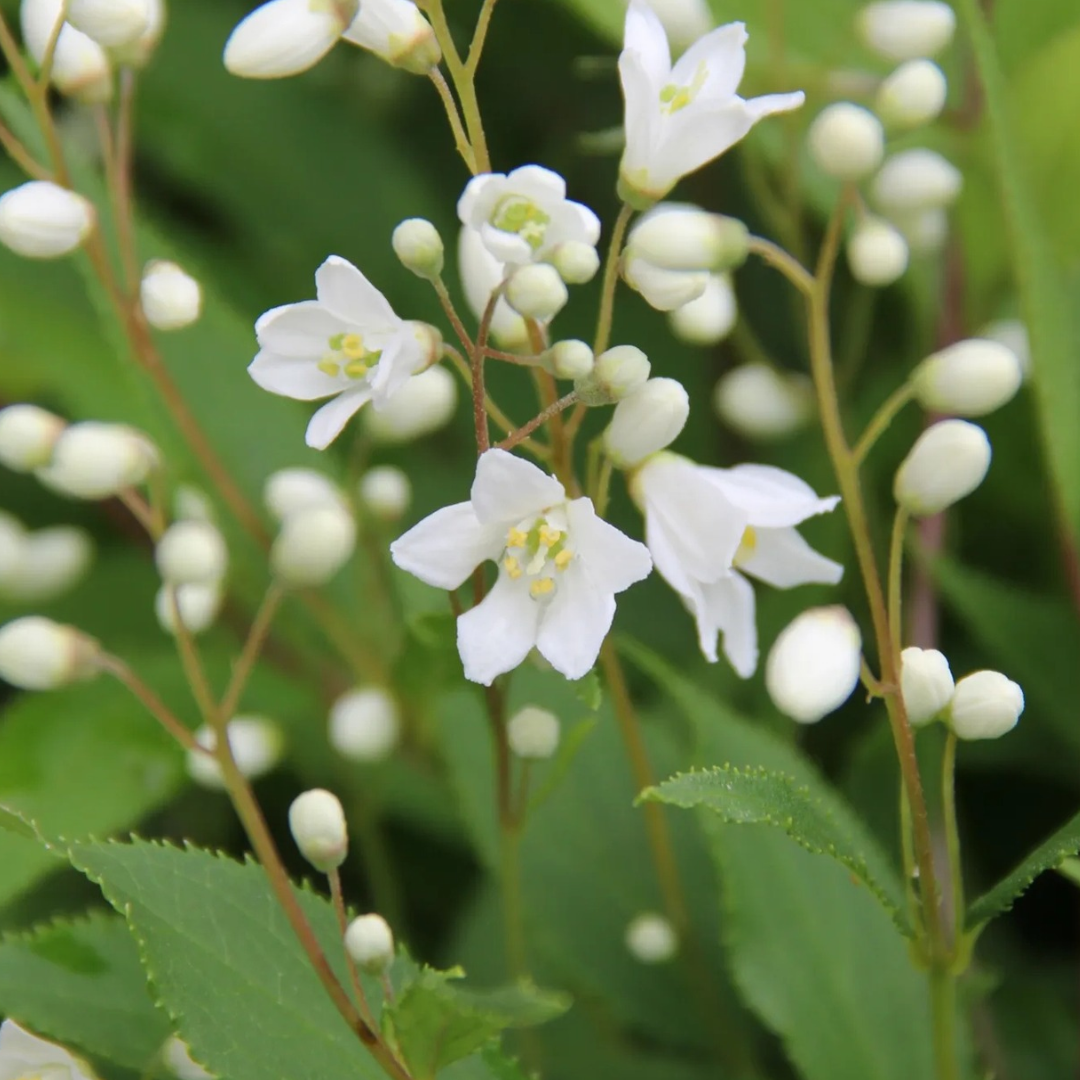 Deutzia crenata 'Nikko'