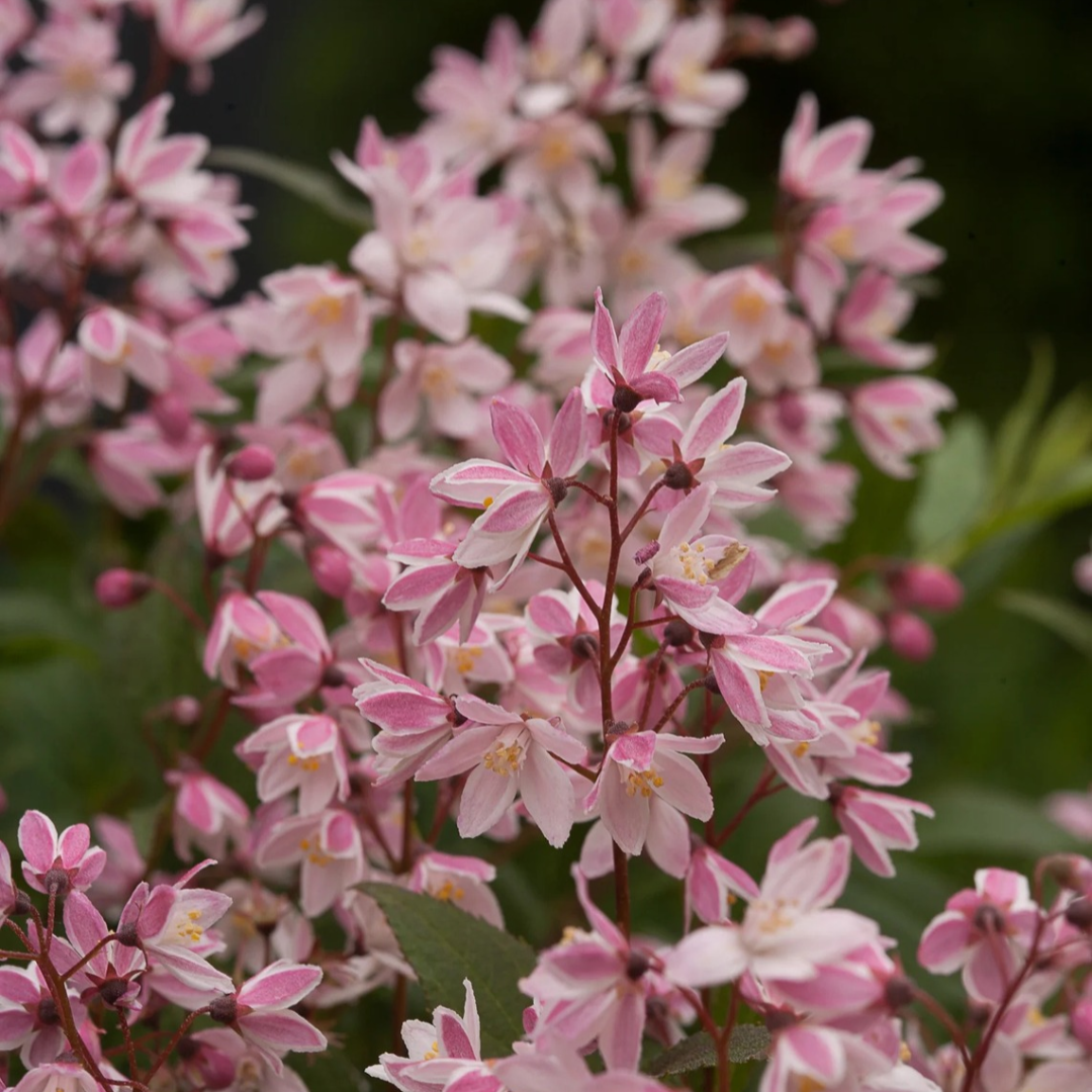 Deutzia x Yuki Cherry Blossom®