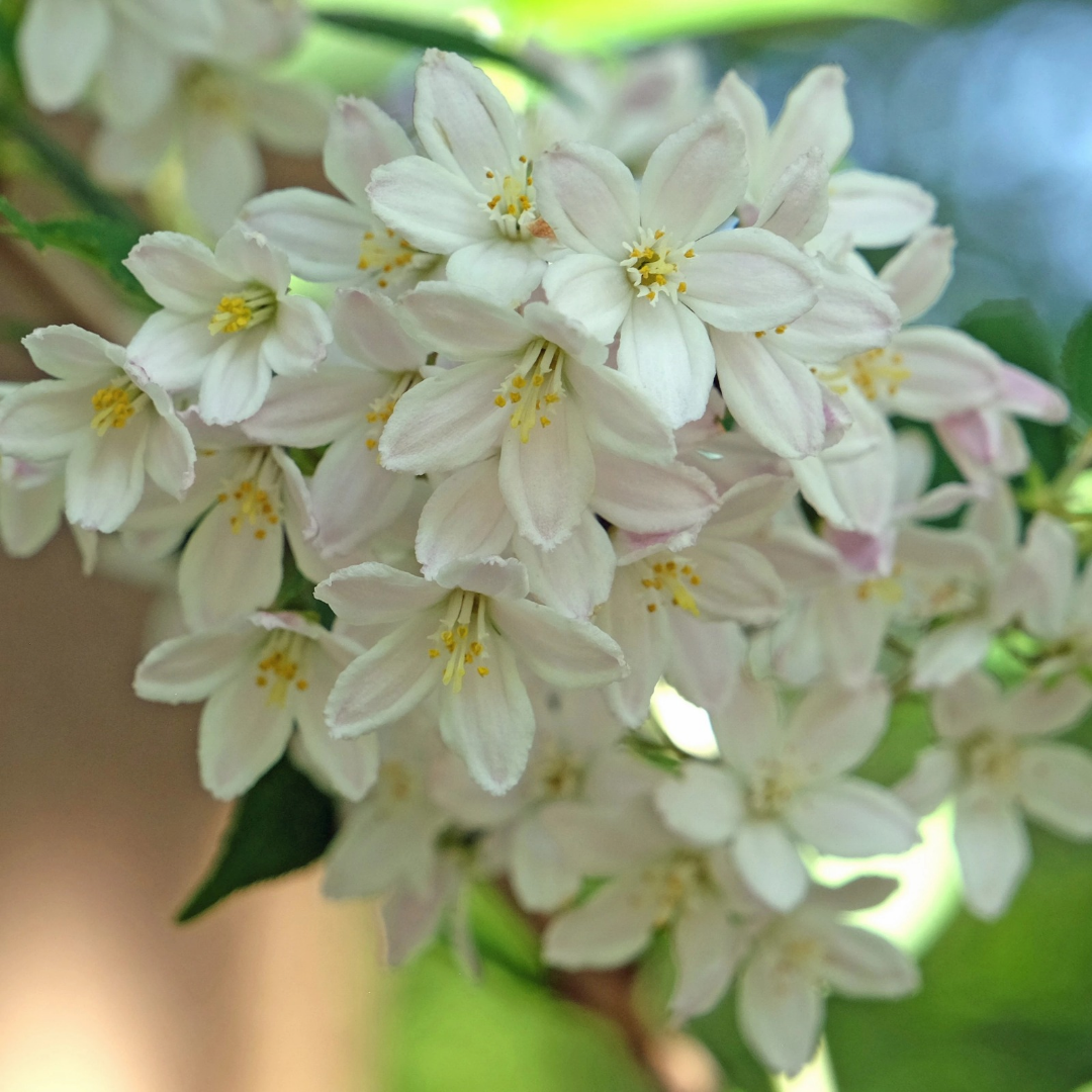 Deutzia x lemoinei 'Compacta'
