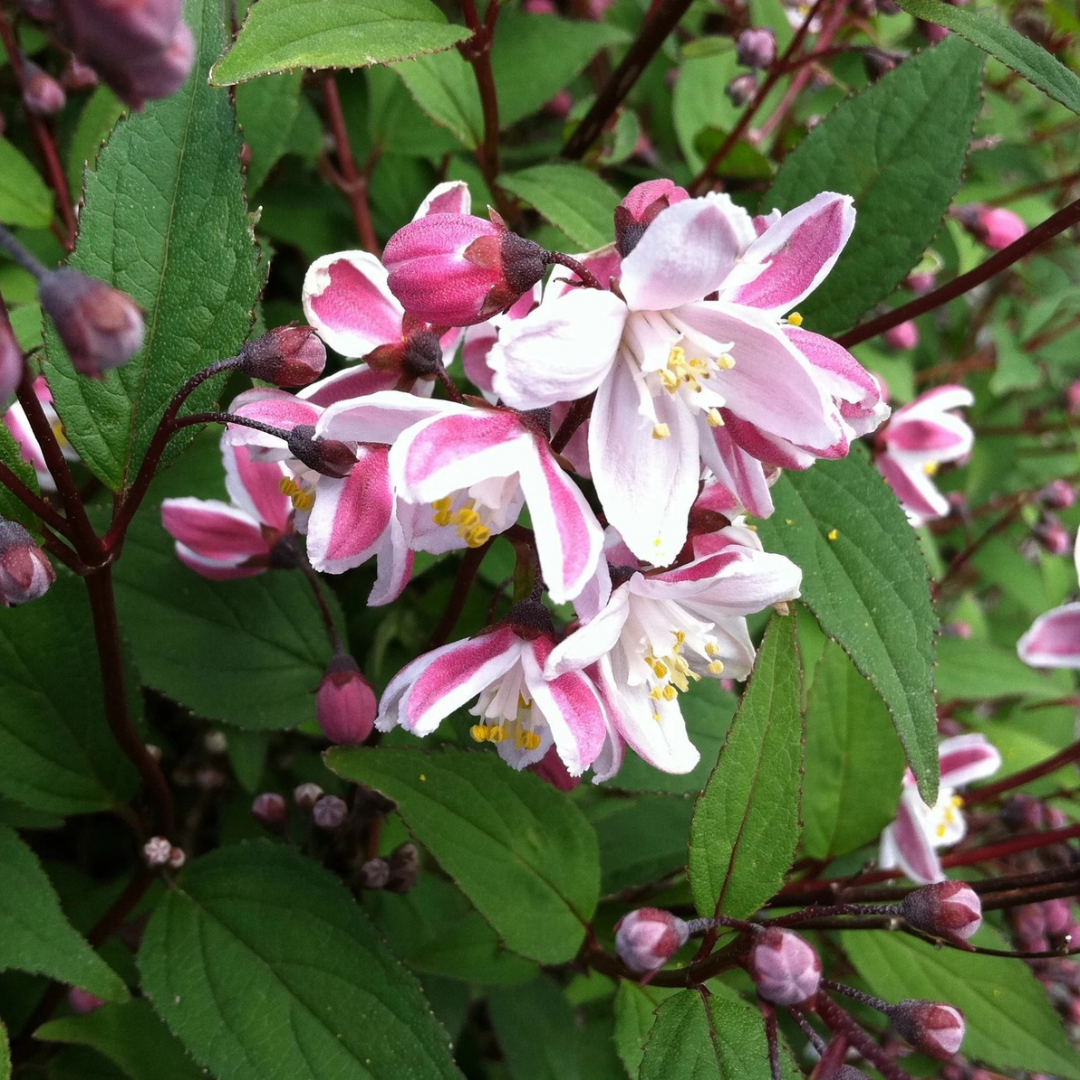 Deutzia x rosea 'Nikko Blush'