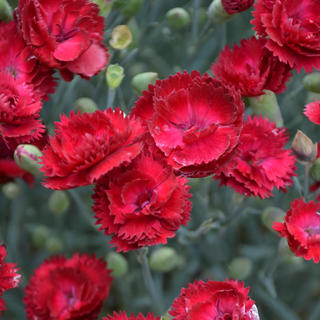 Dianthus 'Electric Red'