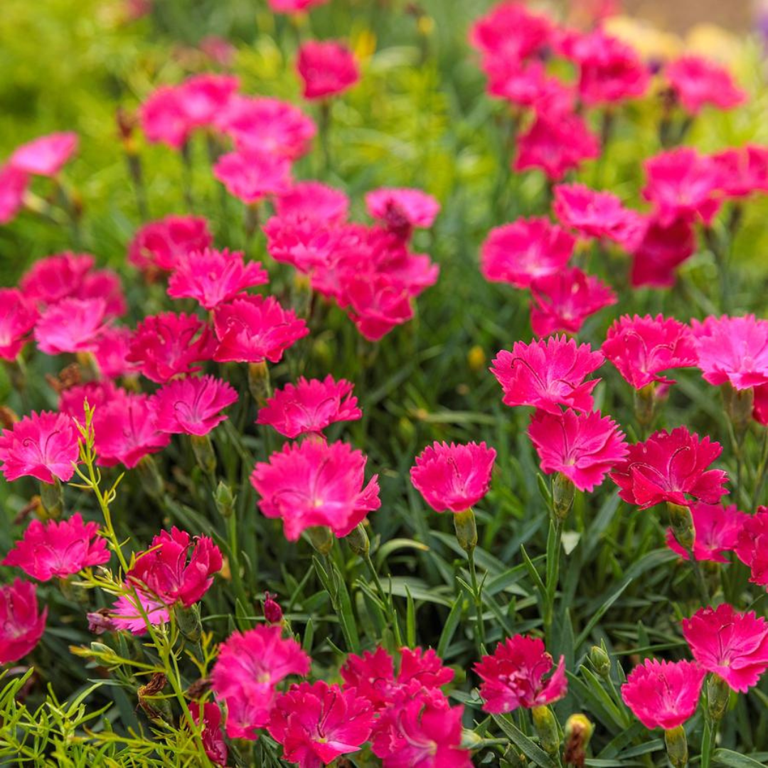 Dianthus 'Paint the Town Magenta'