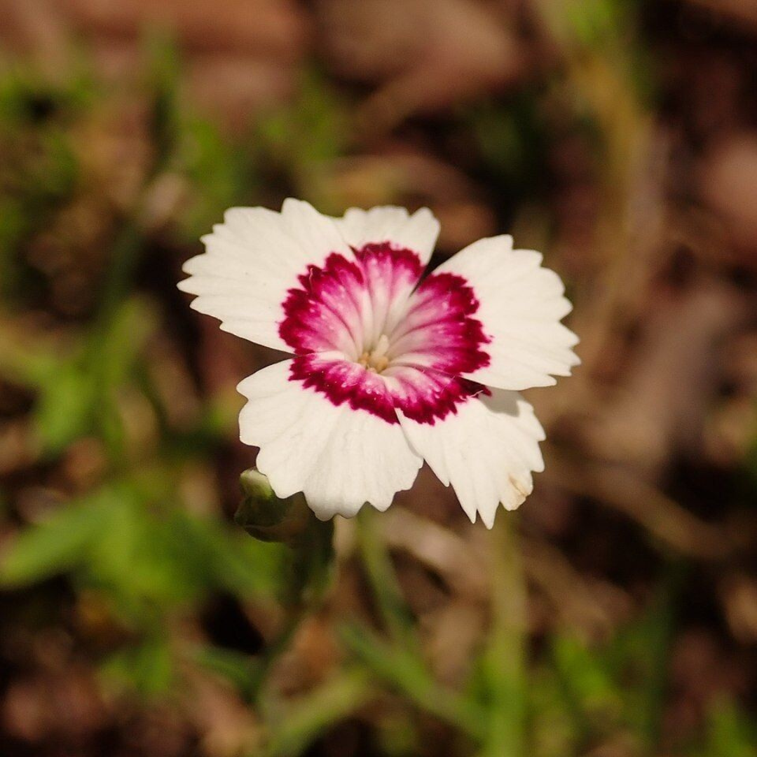 Dianthus deltoides 'Arctic Fire'