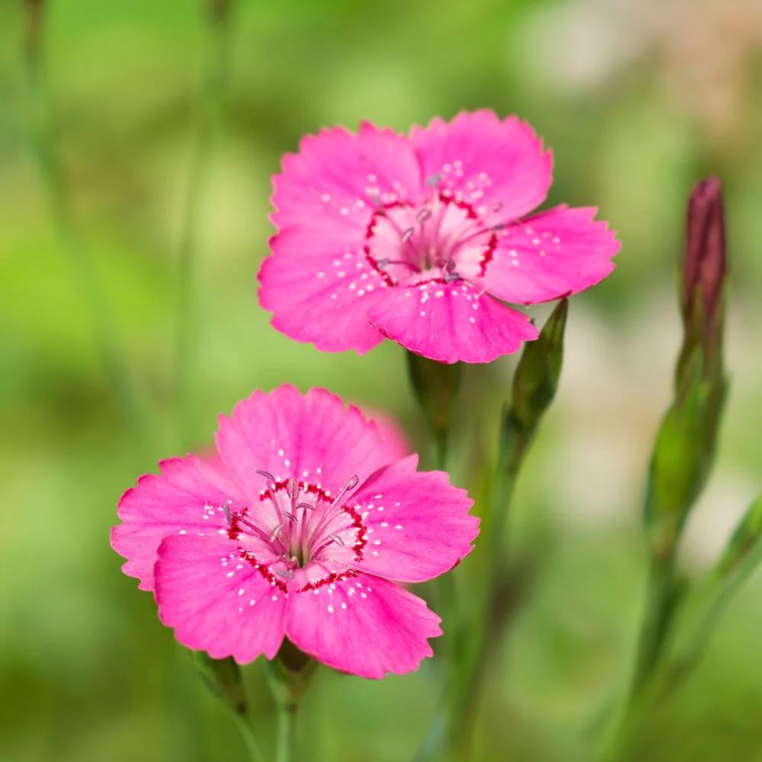 Dianthus deltoides 'Brilliant'